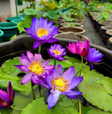 Blue Water lily Tuber