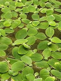 Water Lettuce