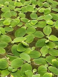 Water Lettuce