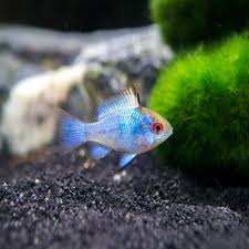 Electric Blue German Ram- 2-3 CM