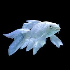 Milky White Koi Carp Fish 2-3 In