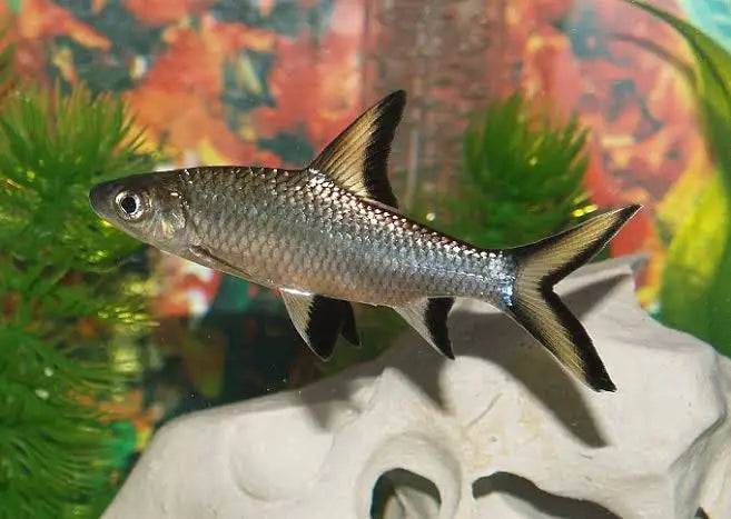 Silver/Bala shark- 3in