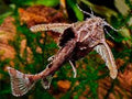 Stone Catfish