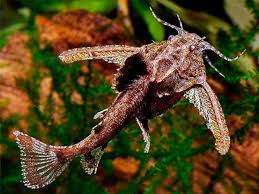 Stone Catfish