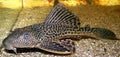Pleco/ Sucker fish