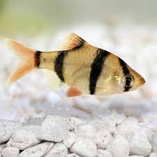 Tiger Barb