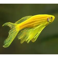 Veiltail Zebra Danios Mixed Colours