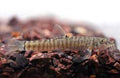 Victory Loach
