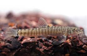 Victory Loach