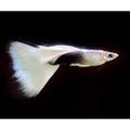 White Tuxedo Guppy