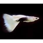 White Tuxedo Guppy