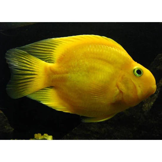 Yellow Parrot Fish-4 inch
