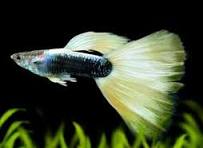 Yellow Tuxedo Guppy
