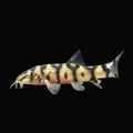 Yoyo loach-4 inch