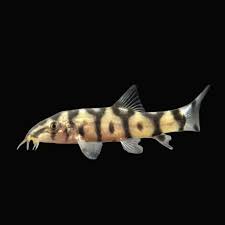 Yoyo loach-4 inch