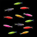 Zebra Danios Fish
