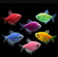 Glo Widow Tetra